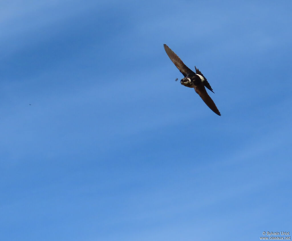 Western House Martin