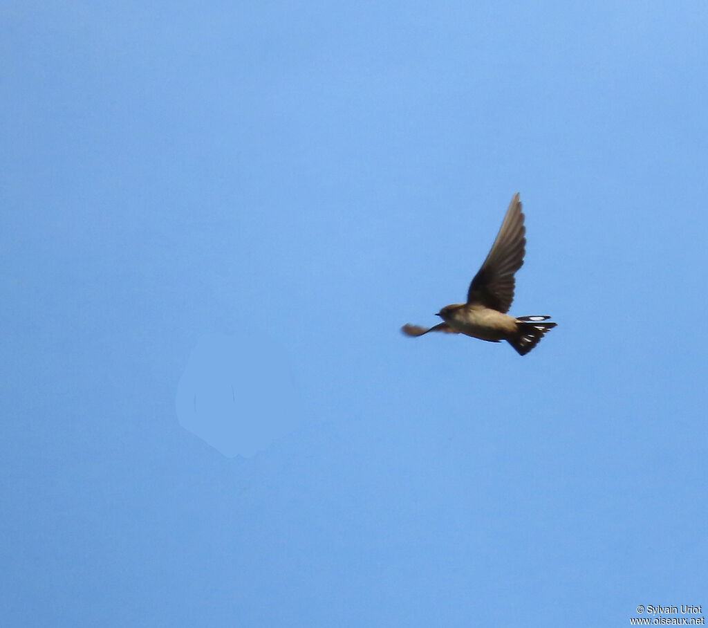 Eurasian Crag Martin