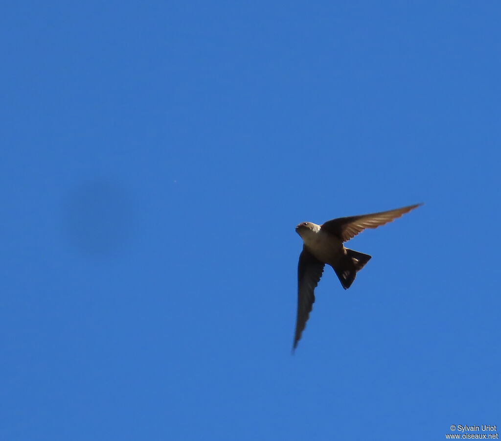 Eurasian Crag Martin