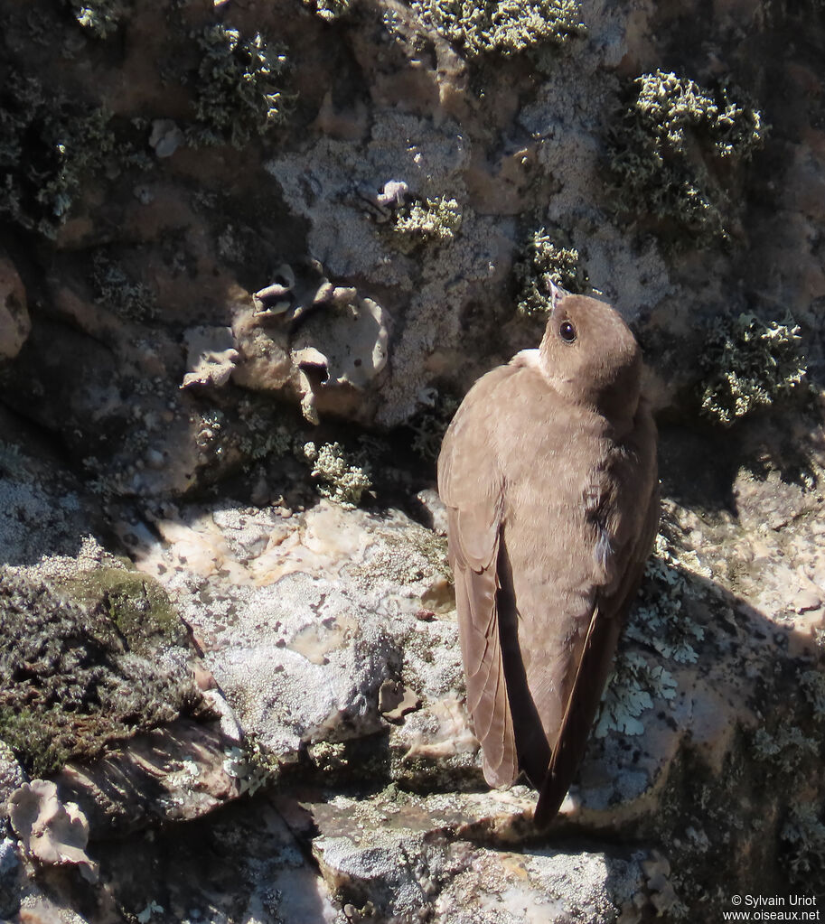 Eurasian Crag Martin