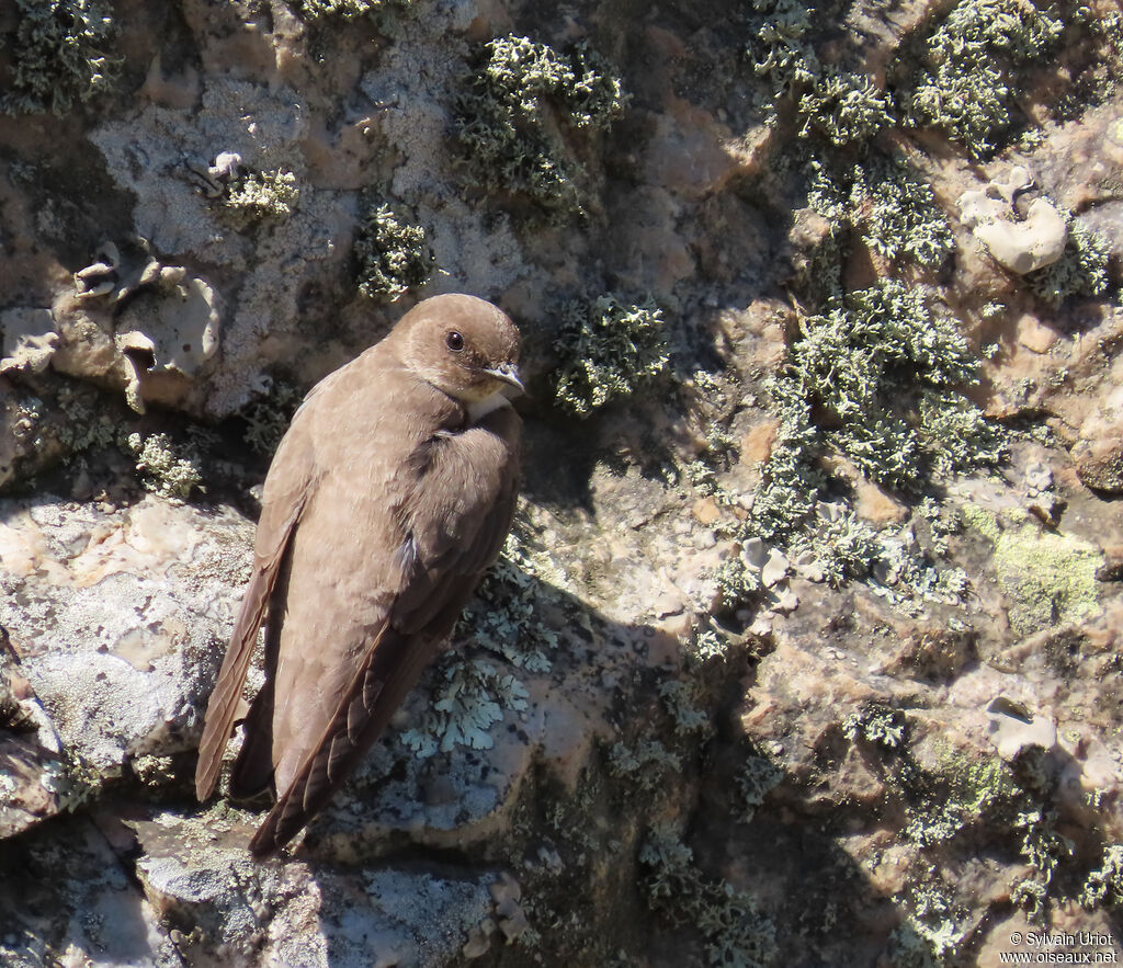 Eurasian Crag Martin