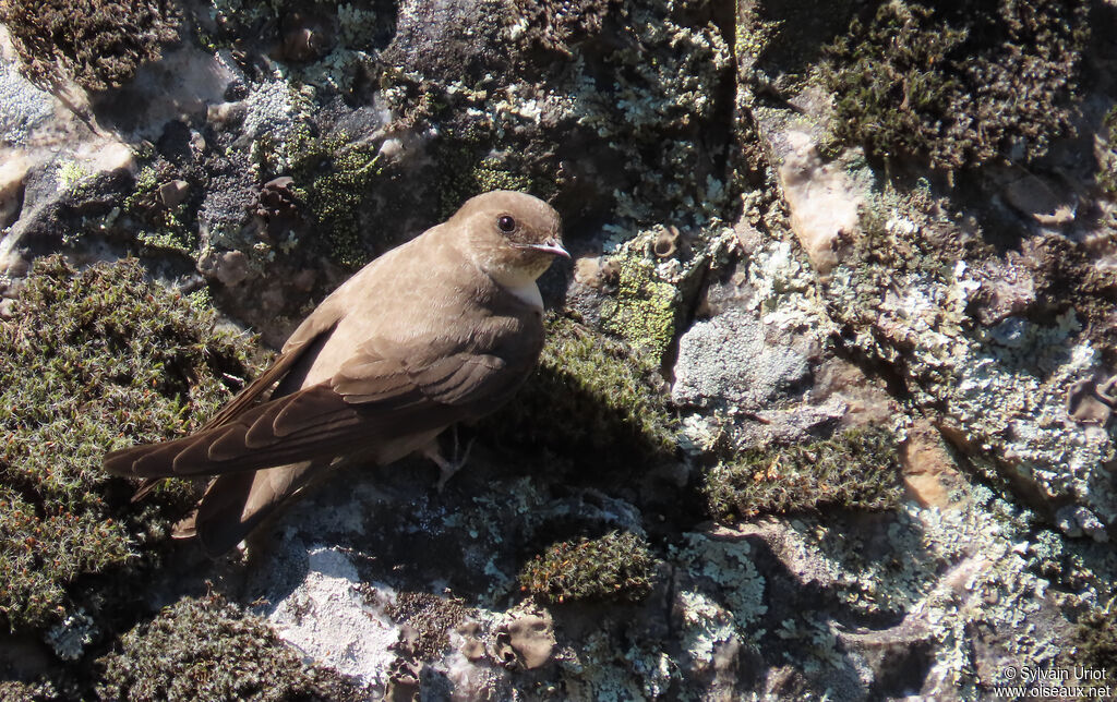 Eurasian Crag Martin
