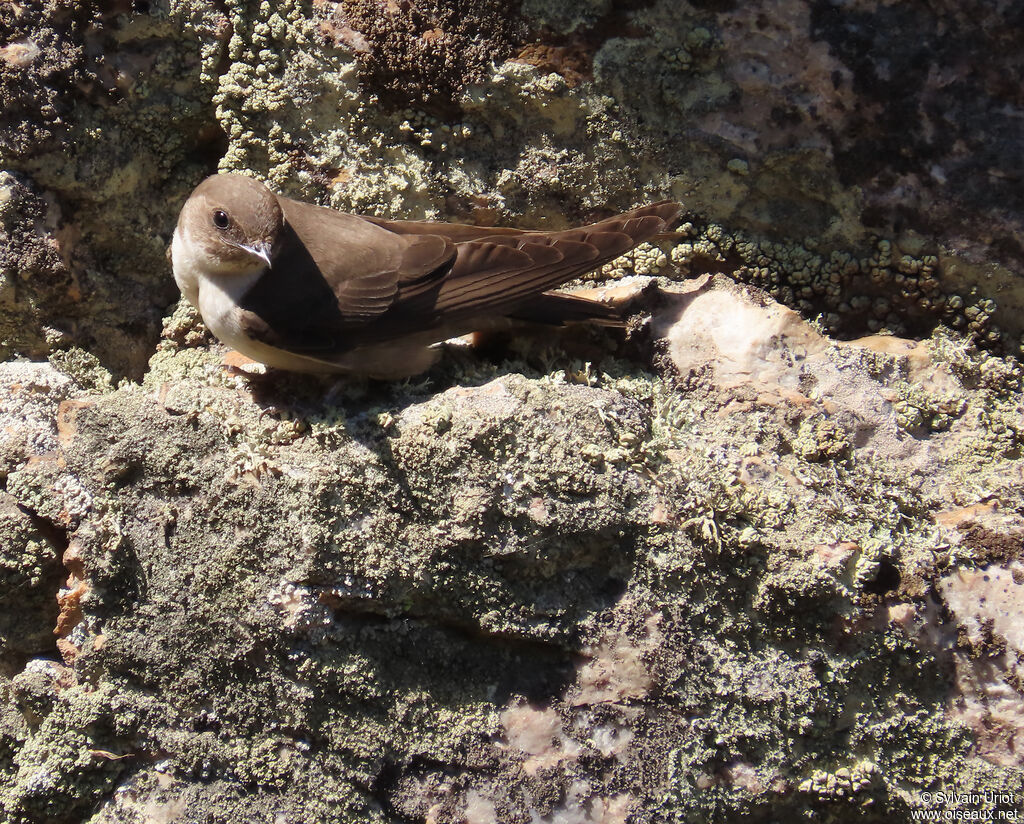 Eurasian Crag Martin