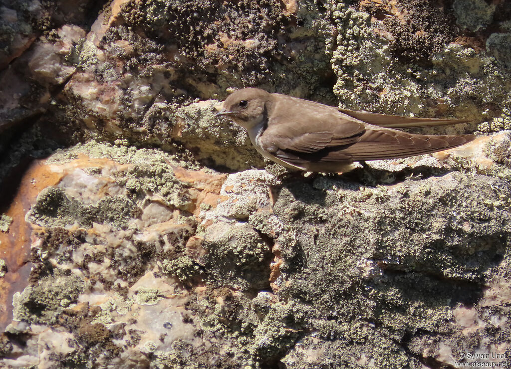 Eurasian Crag Martin