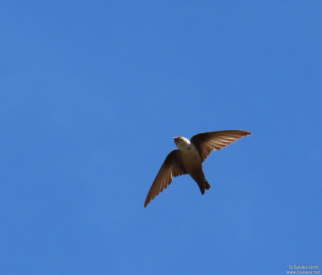 Eurasian Crag Martin