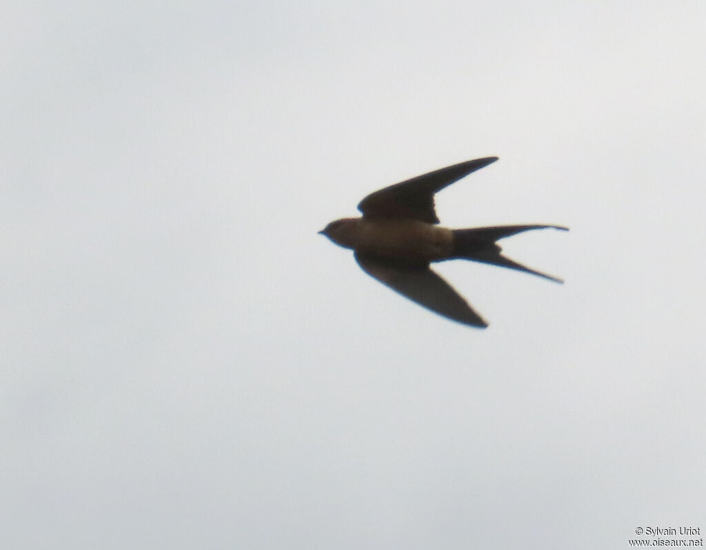 Hirondelle de Rüppell
