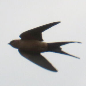 Hirondelle de Rüppell