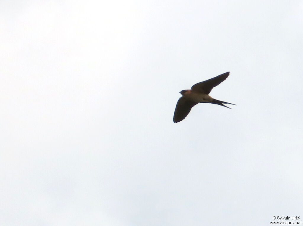African Red-rumped Swallowadult