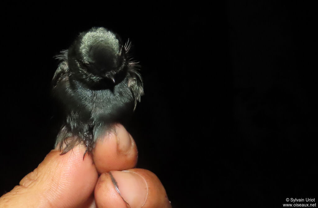 Hirondelle fantiadulte