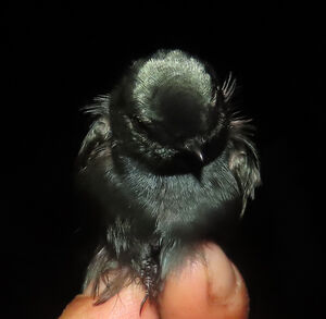 Hirondelle fanti