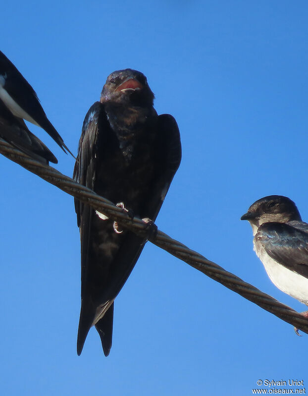 Southern Martin male immature