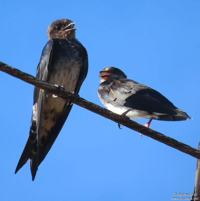 Southern Martinimmature