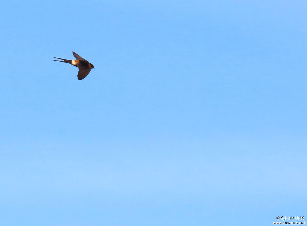 Hirondelle rousseline