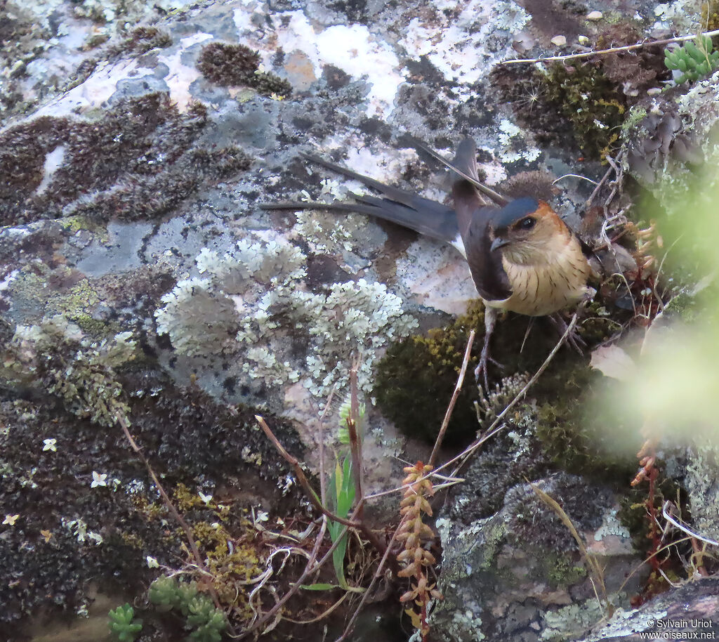 Hirondelle rousseline