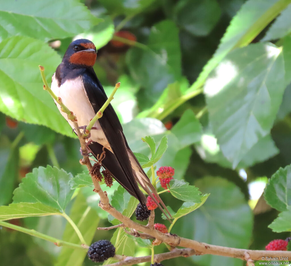 Barn Swallow