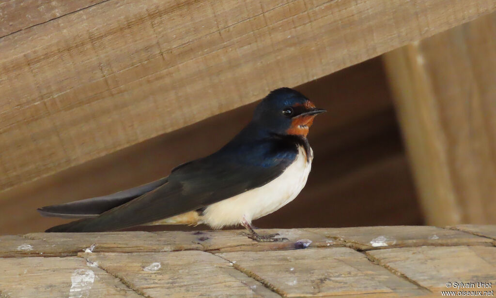 Barn Swallow