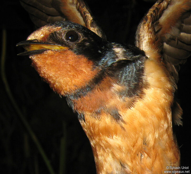 Barn Swallowadult