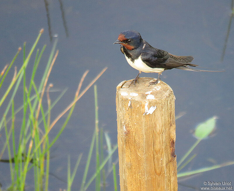 Barn Swallowadult