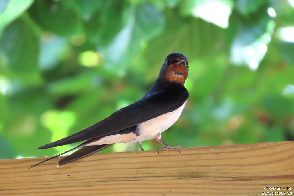 Barn Swallow