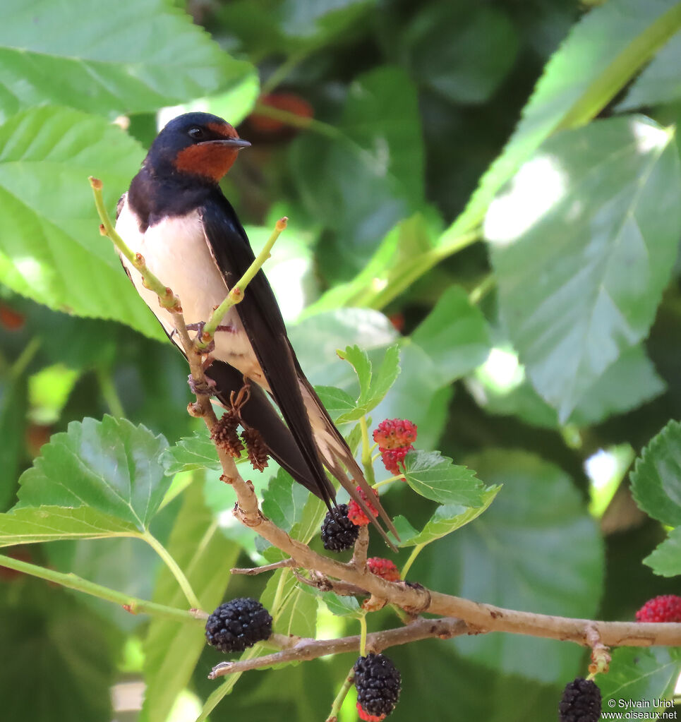 Barn Swallow