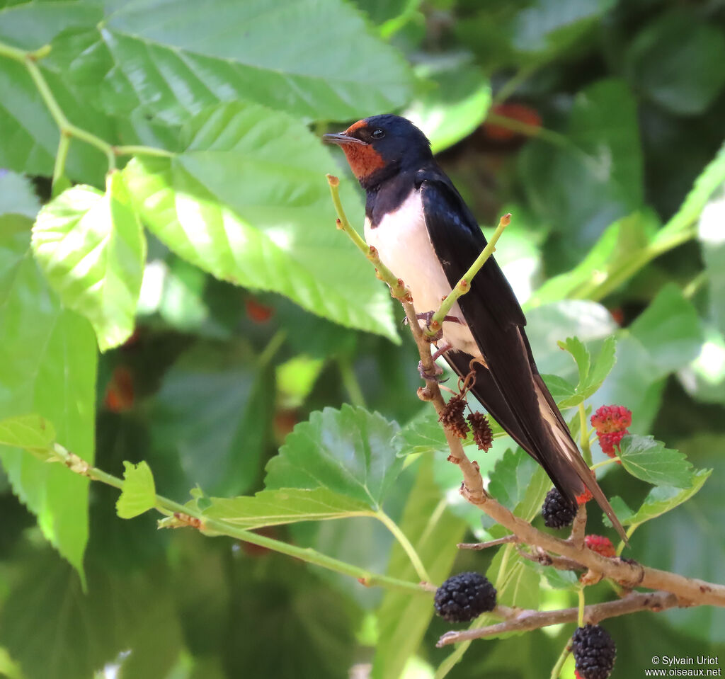 Barn Swallow