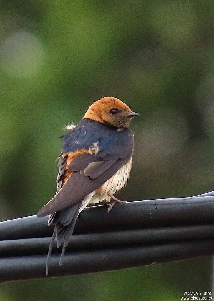 Lesser Striped Swallowadult