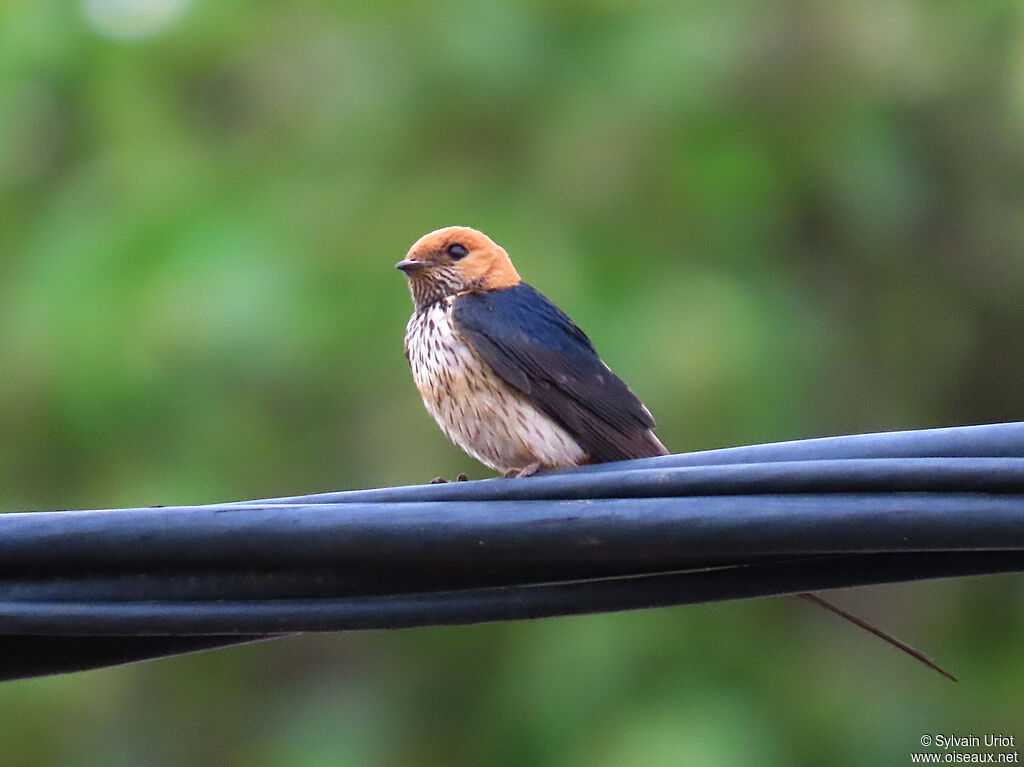 Hirondelle striéeadulte