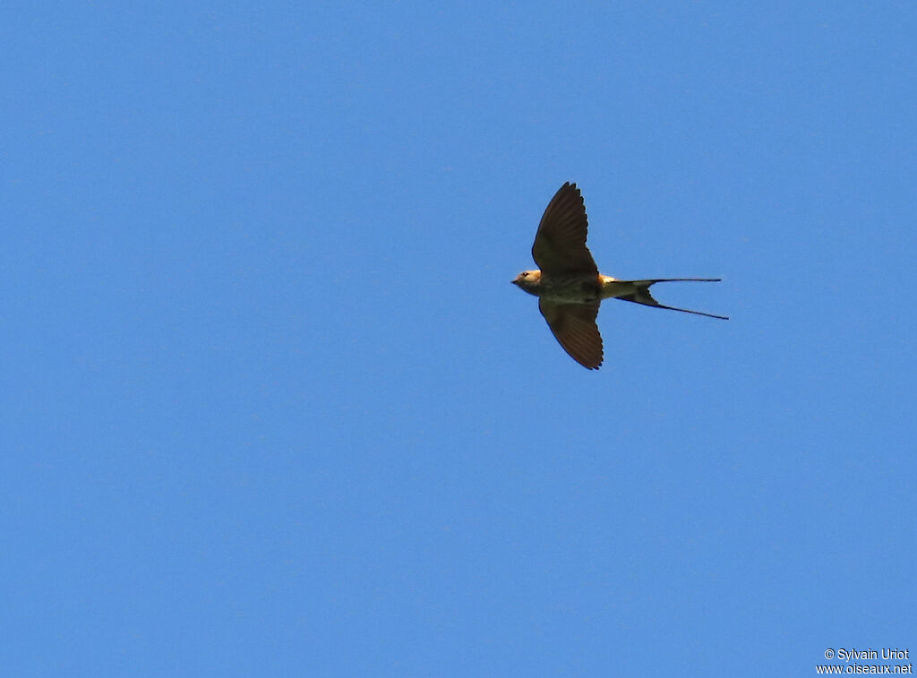 Hirondelle striéeadulte