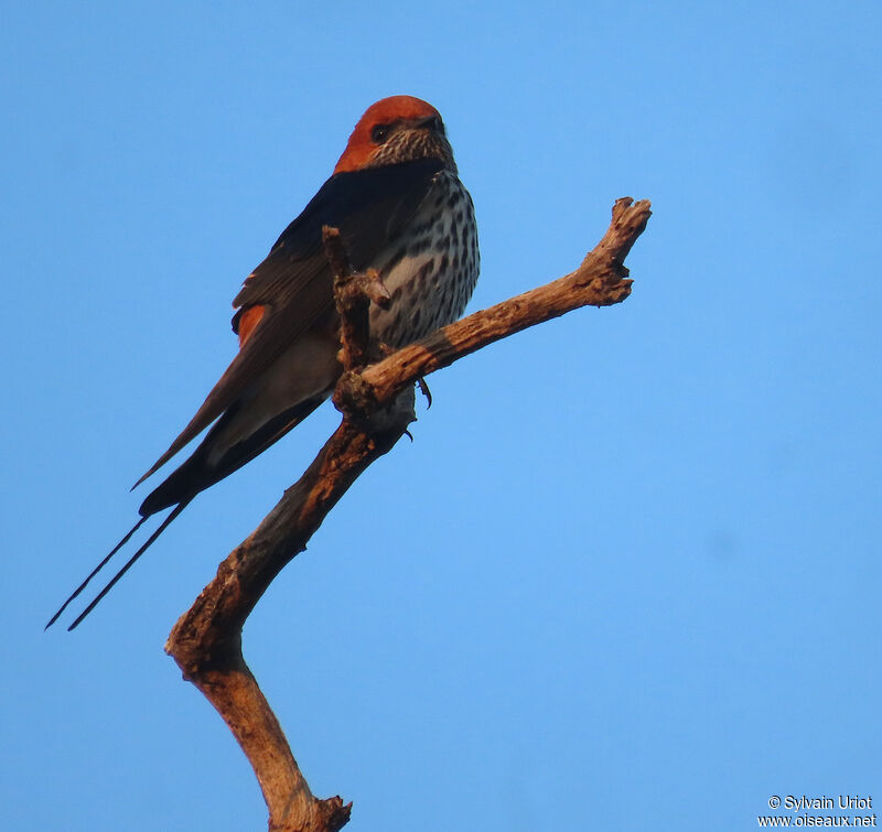 Lesser Striped Swallowadult