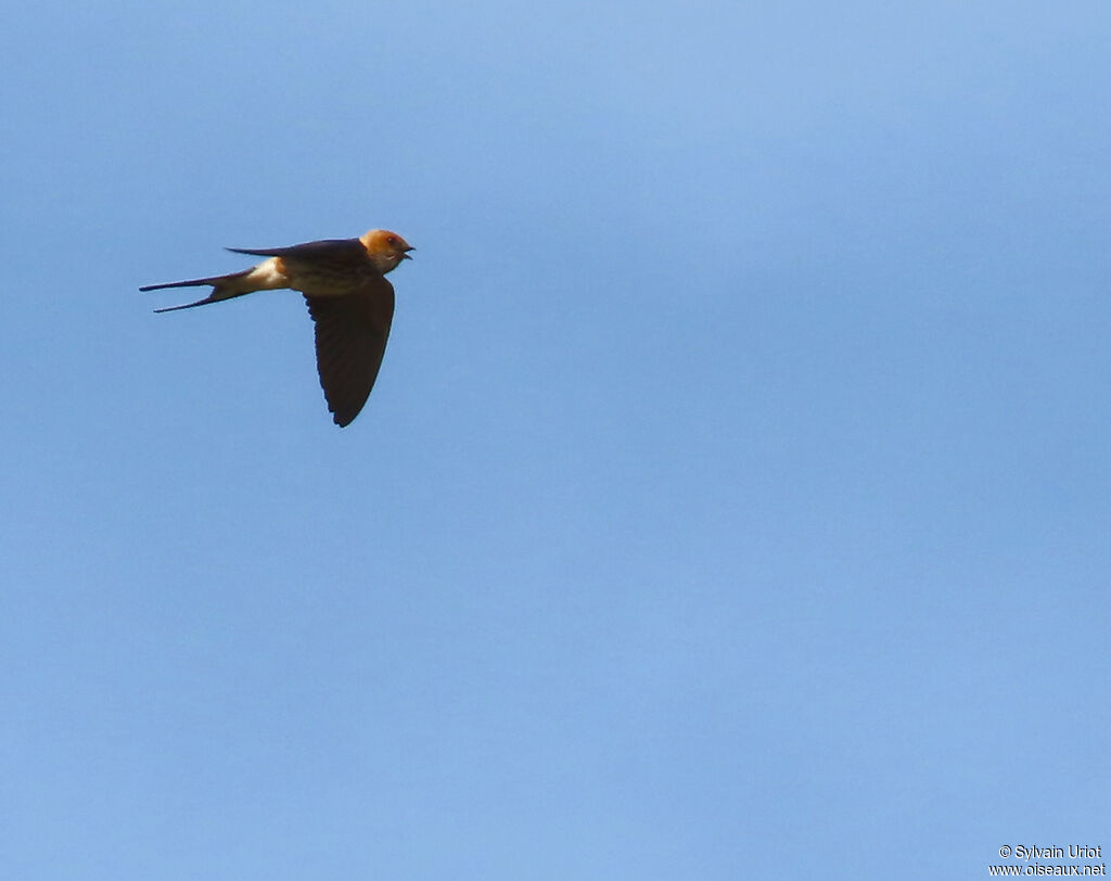 Hirondelle striéeadulte