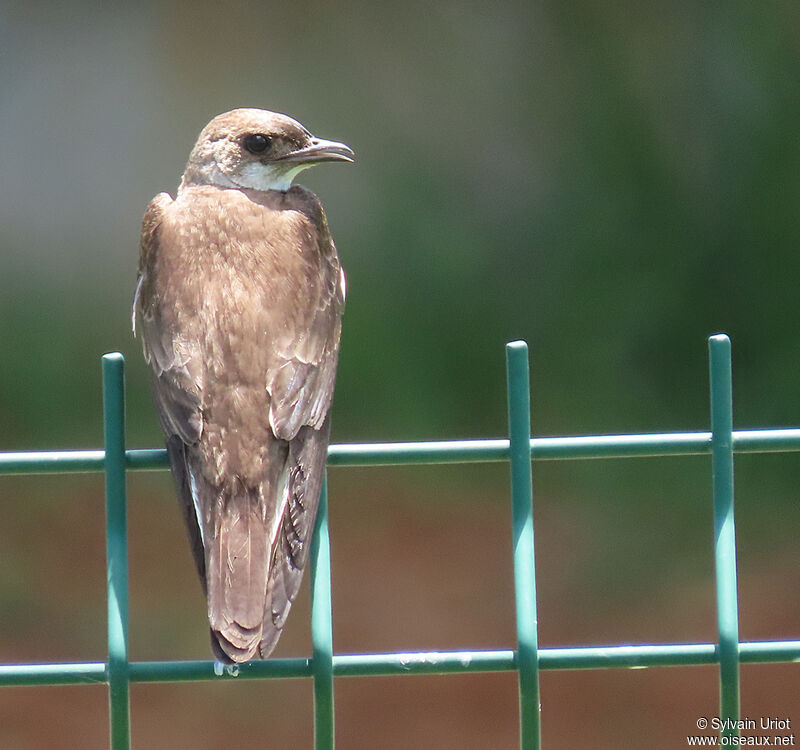 Brown-chested Martinadult