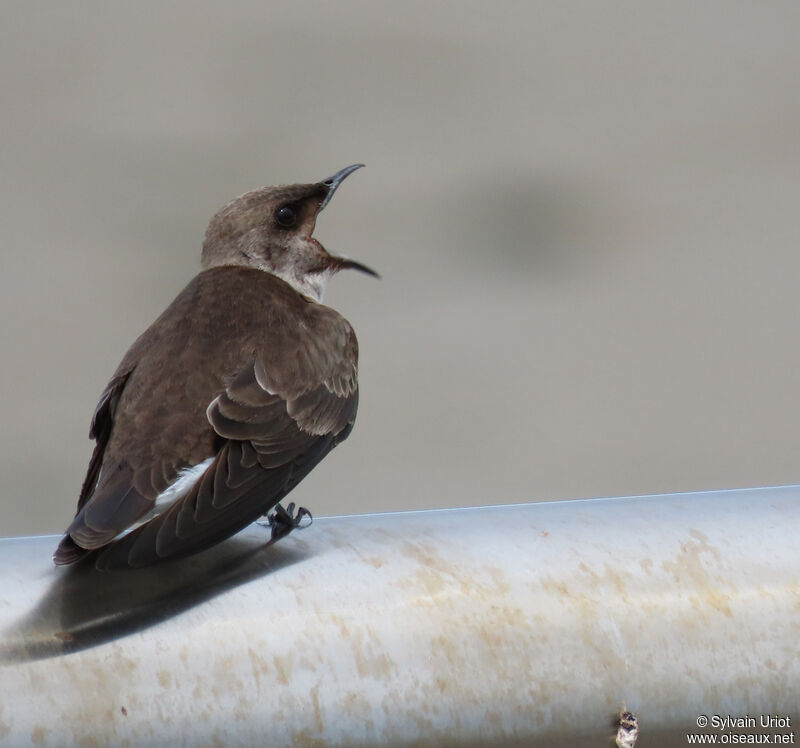 Brown-chested Martinadult