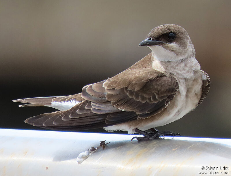 Brown-chested Martinadult