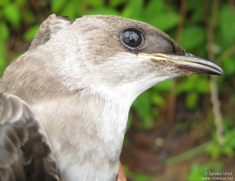 Brown-chested Martinadult