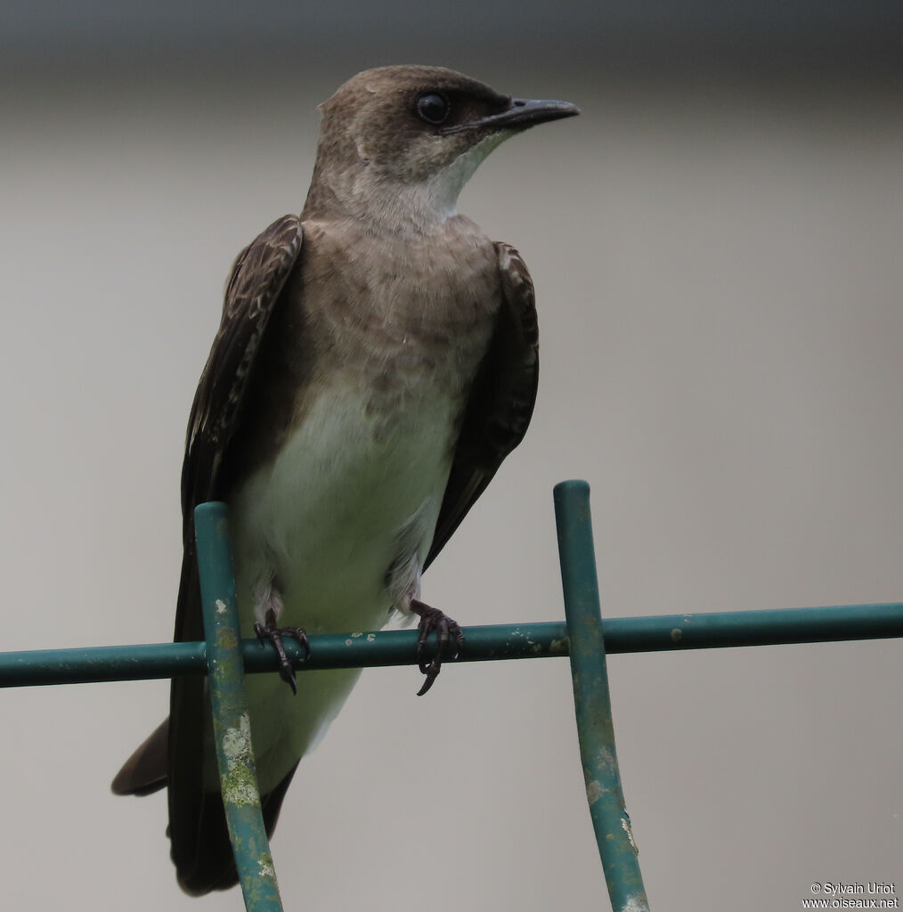 Brown-chested Martinadult