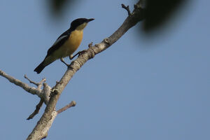 Hyliote à ventre jaune