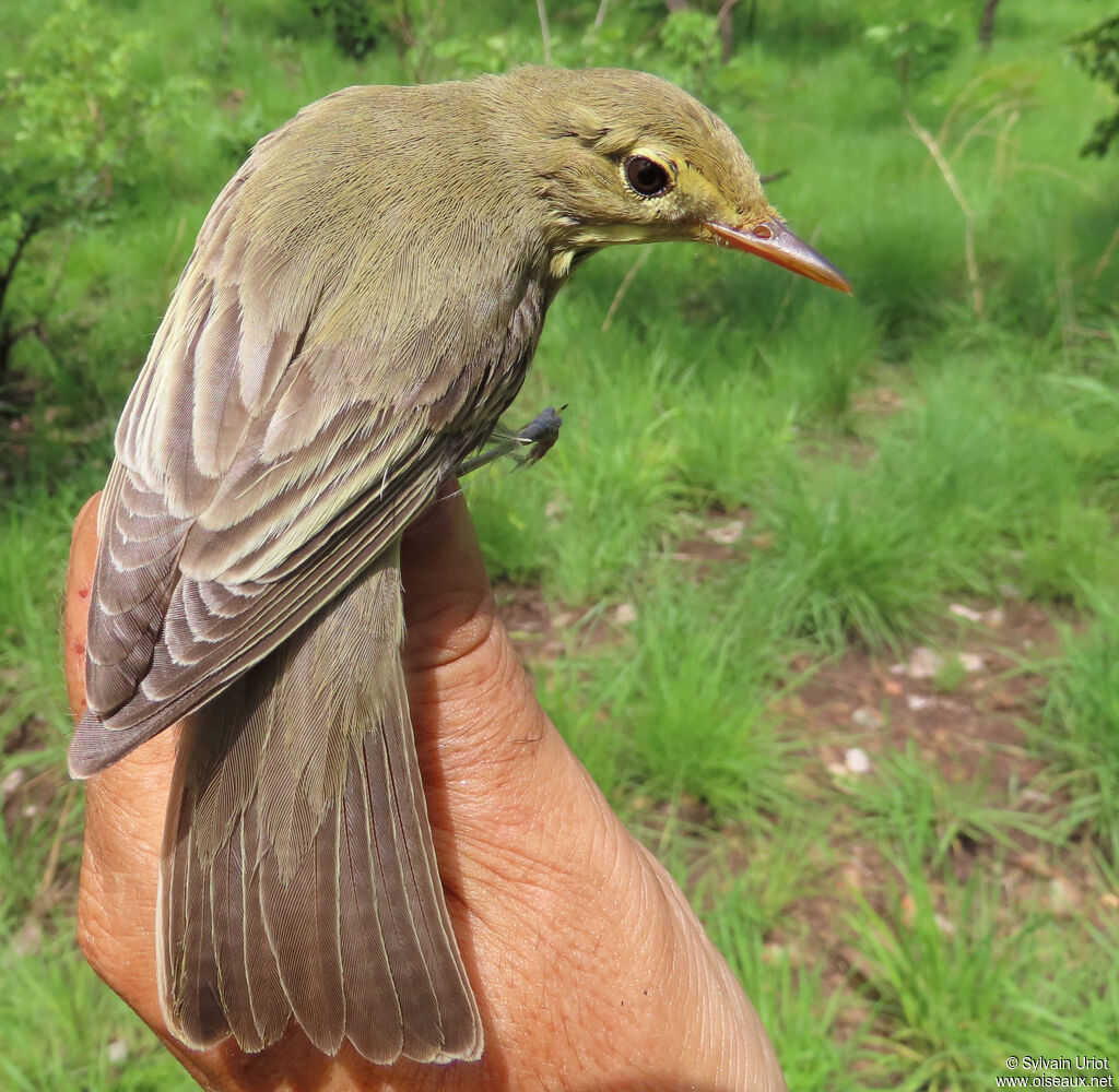 Icterine Warbleradult