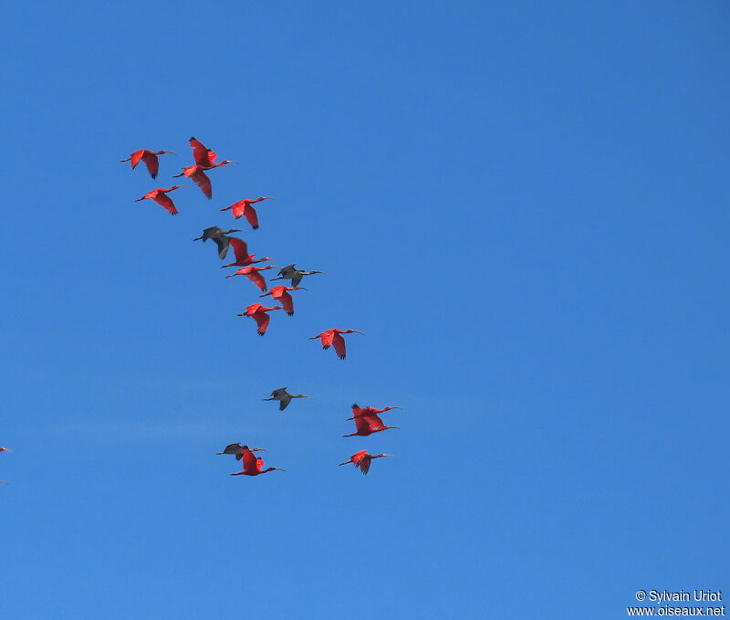 Scarlet Ibis