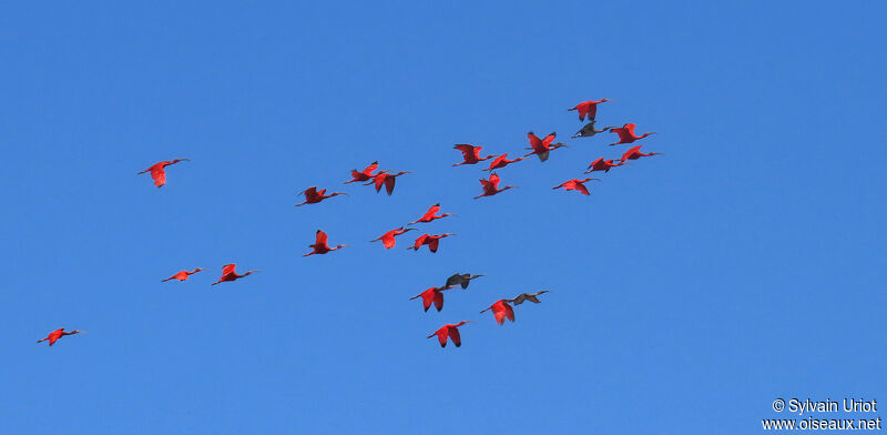 Scarlet Ibis