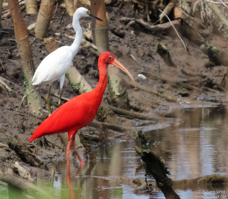 Ibis rougeadulte