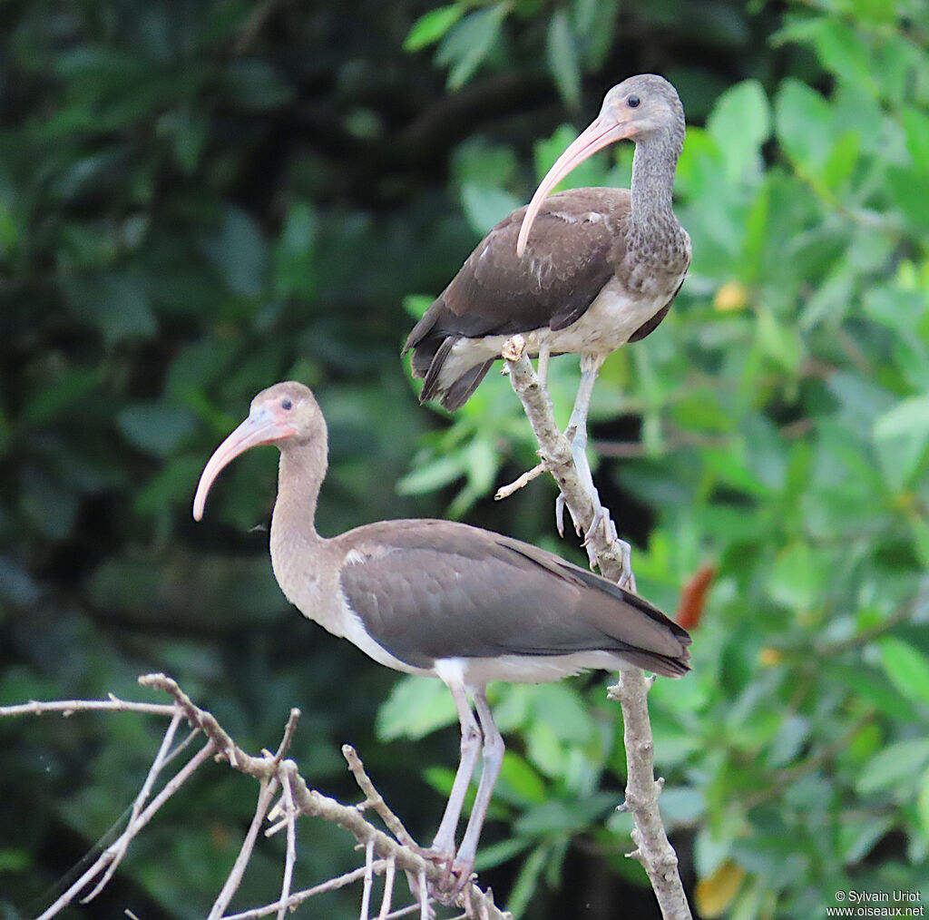 Ibis rougejuvénile