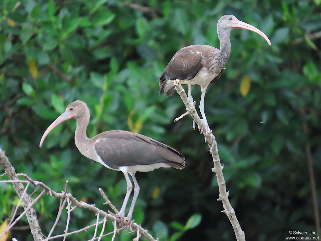 Ibis rougejuvénile