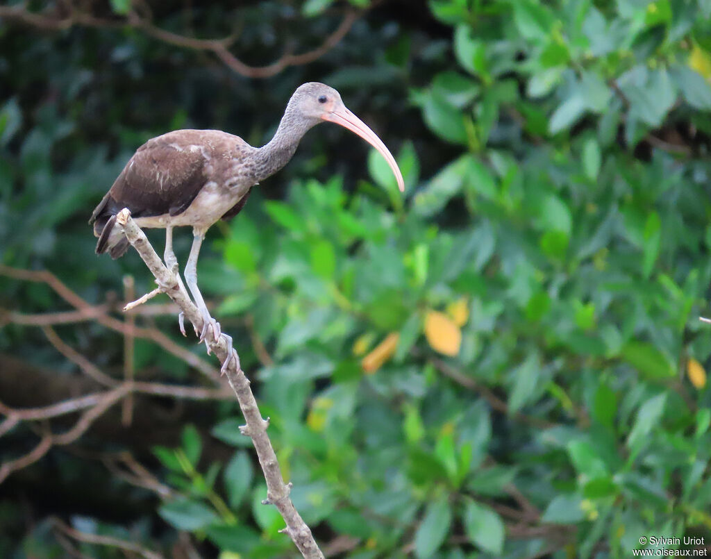 Ibis rougejuvénile