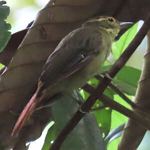 Anabate à croupion roux