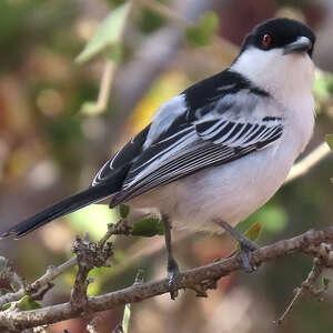 Cubla boule-de-neige