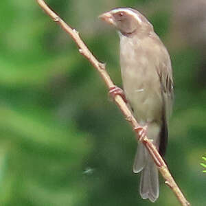 Serin ouest-africain
