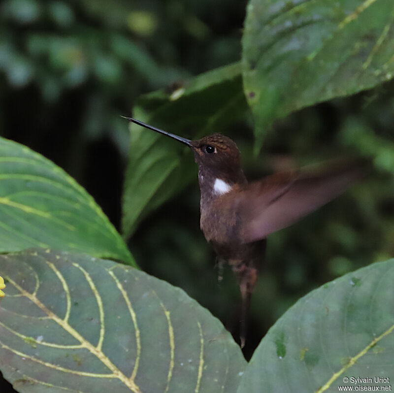 Brown Incaadult