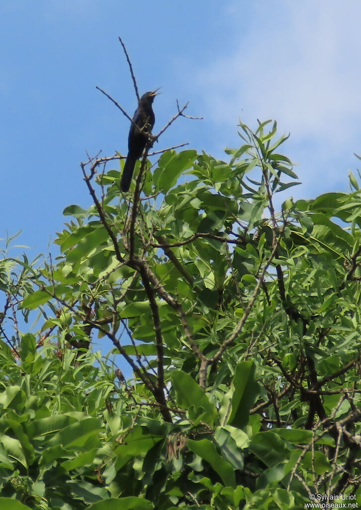 Irrisor noiradulte