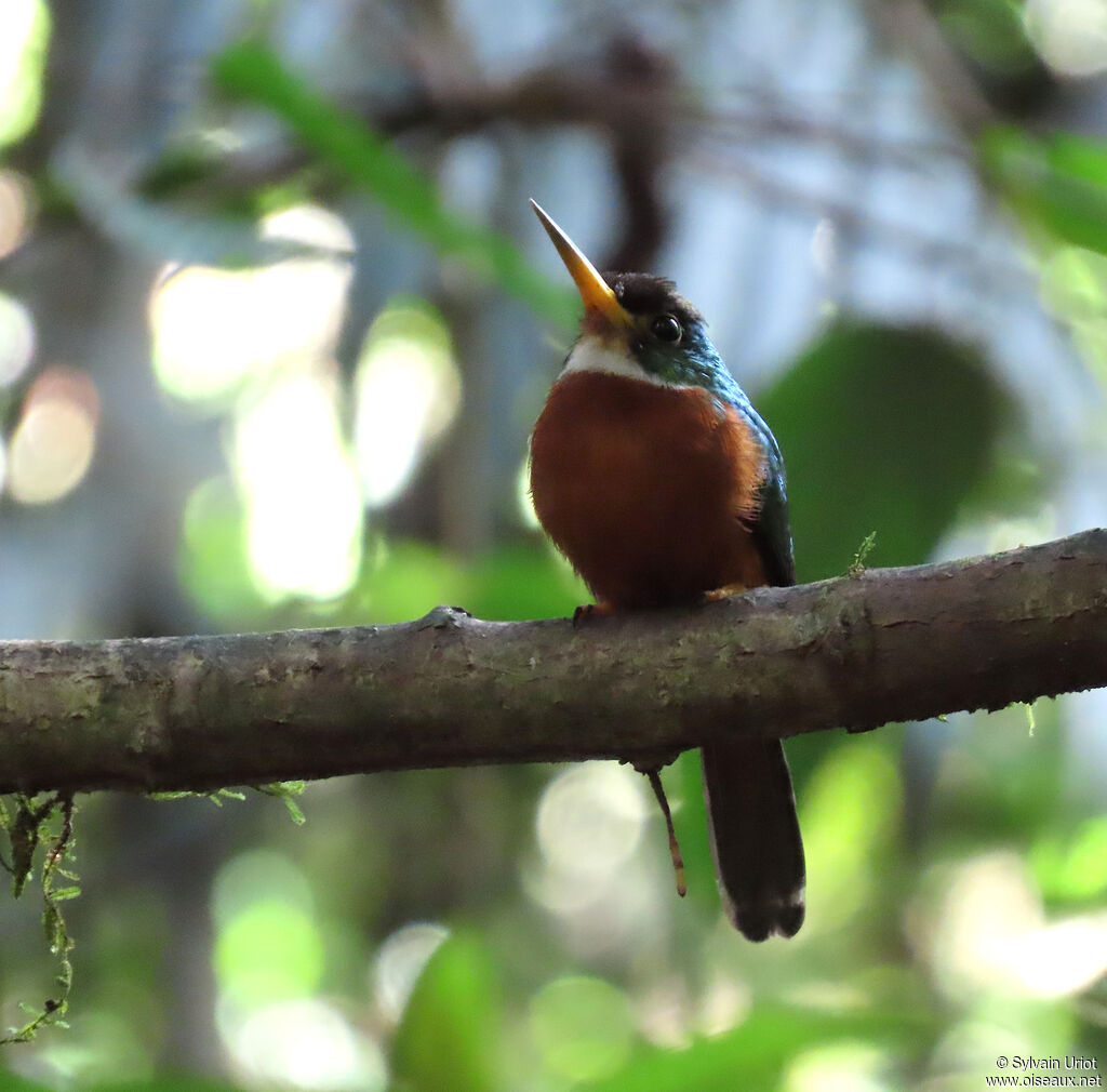 Jacamar à bec jaune