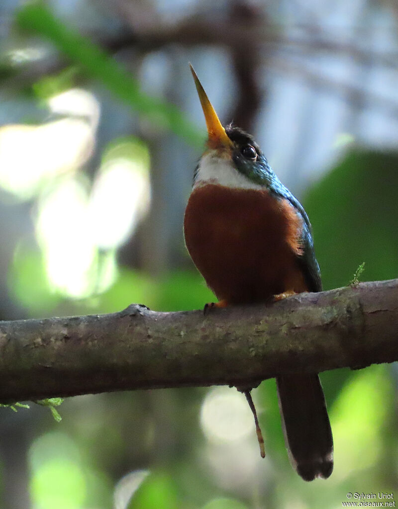 Jacamar à bec jaune mâle adulte